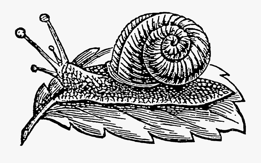 Snail, Transparent Clipart