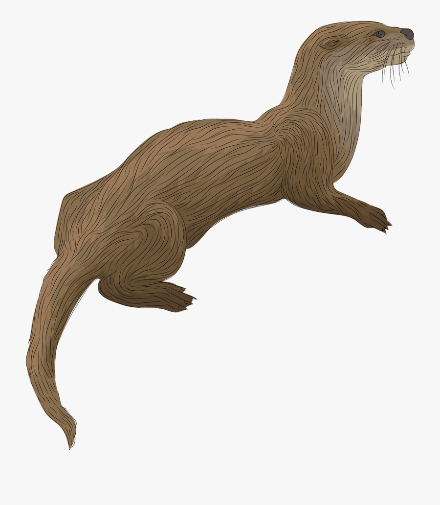 North American River Otter, Transparent Clipart