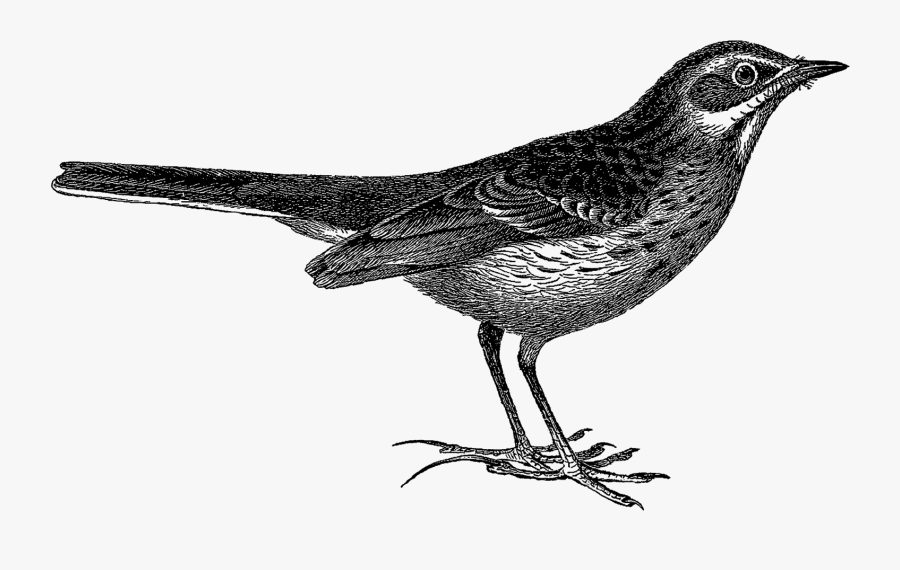 Old Bird Illustrations Png, Transparent Clipart