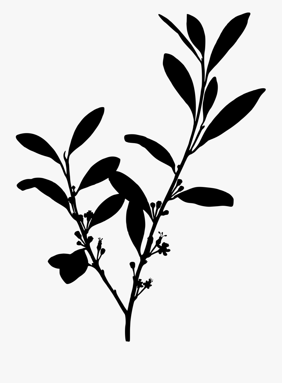 Coca Clip Arts - Cocaine Plant, Transparent Clipart