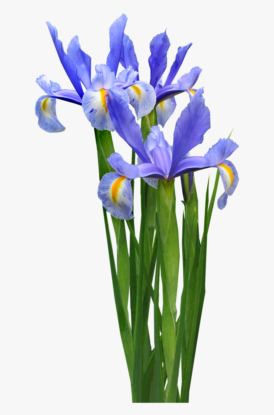 Dutch Iris Plant Bulb - Iris Flower Png Transparent, Transparent Clipart