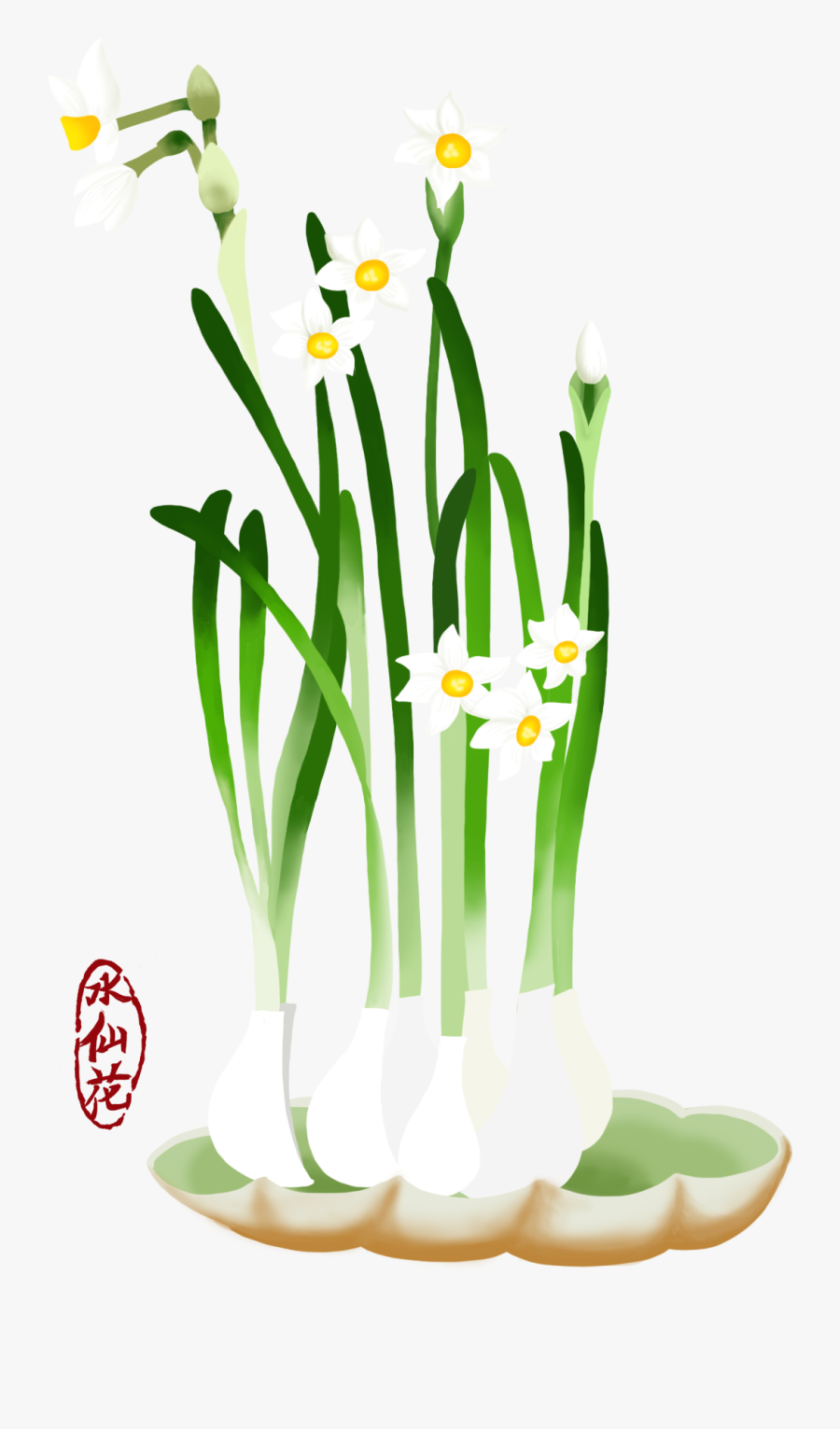 Blume Hand Gezeichnet Narzisse Pflanze Png Und Psd - Narcissus , Free
