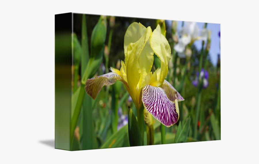 Clip Art Yellow Art Prints Purple - Iris Versicolor, Transparent Clipart