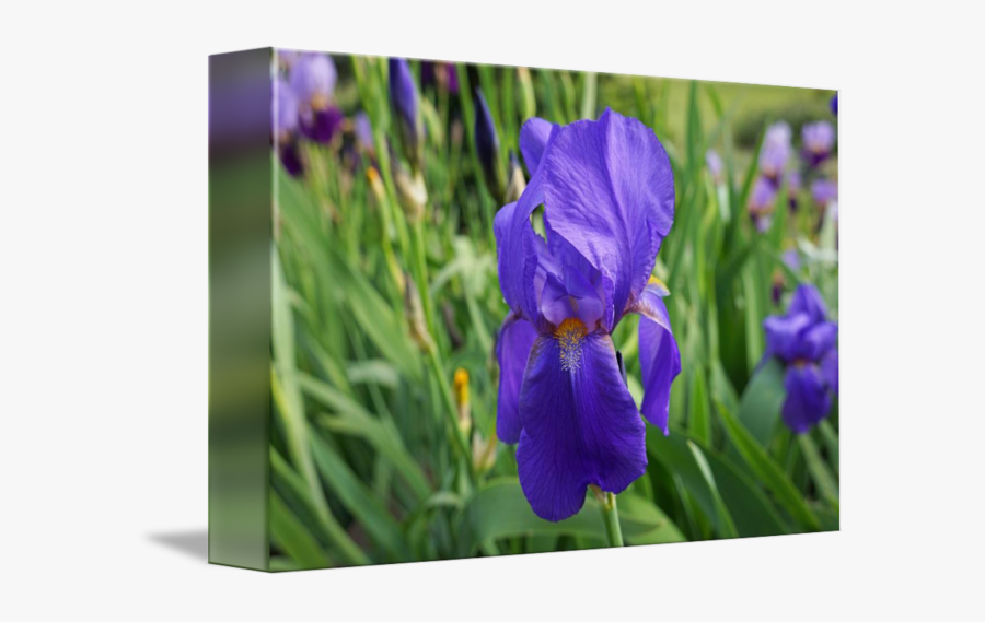 Clip Art Pictures Of Irises - Orris Root, Transparent Clipart