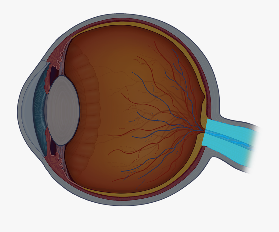 Transparent Pupil Png - Transparent Background Eye Anatomy Png, Transparent Clipart