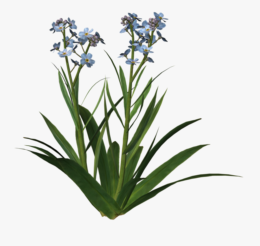 Orris Root, Transparent Clipart