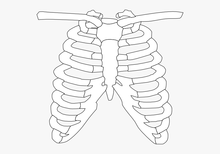 Transparent Fancy Skeleton Key Clipart - Clipart Of X Ray, Transparent Clipart