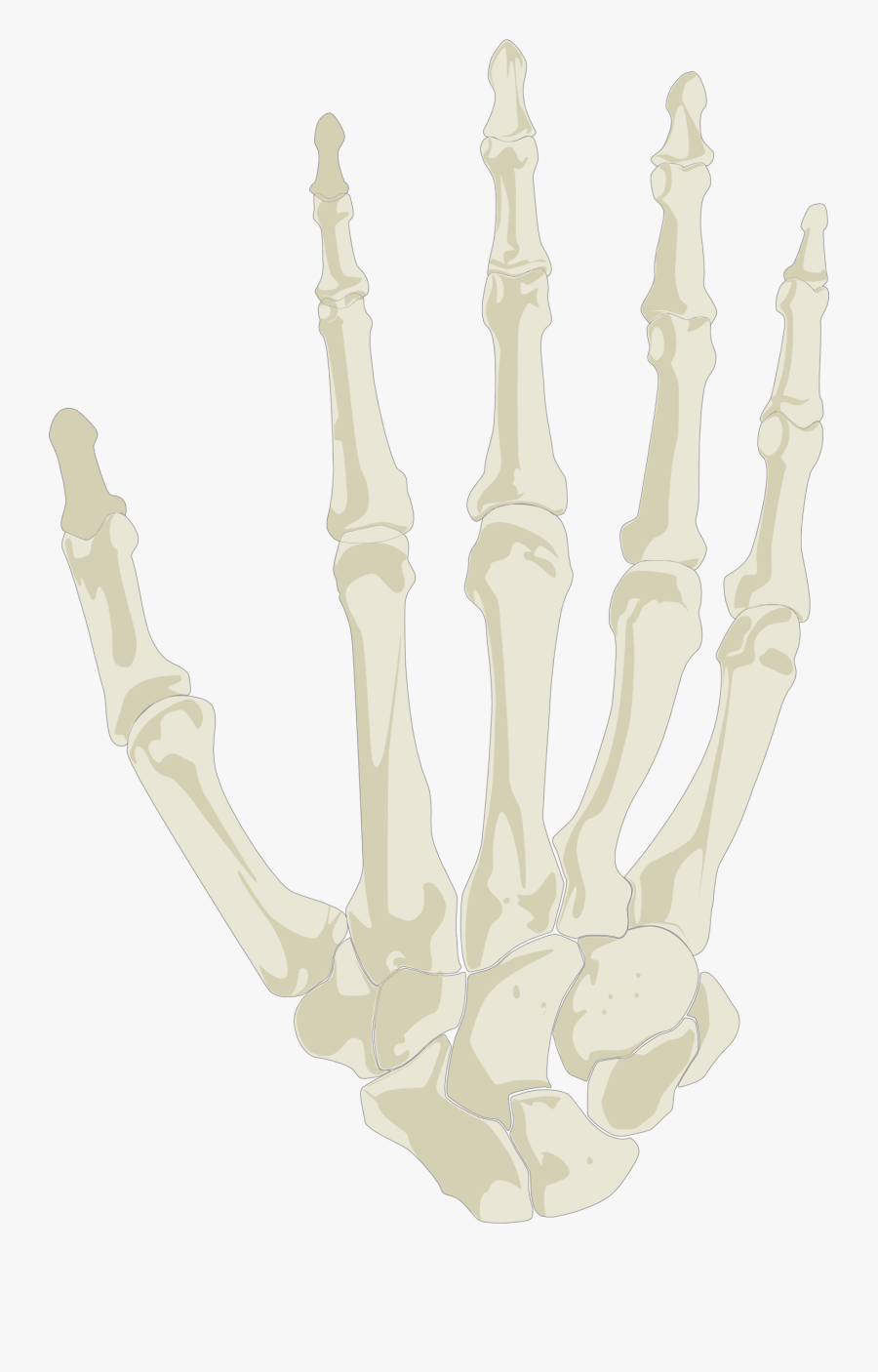 Hand Skeleton - Skeleton Hands Holding Png, Transparent Clipart