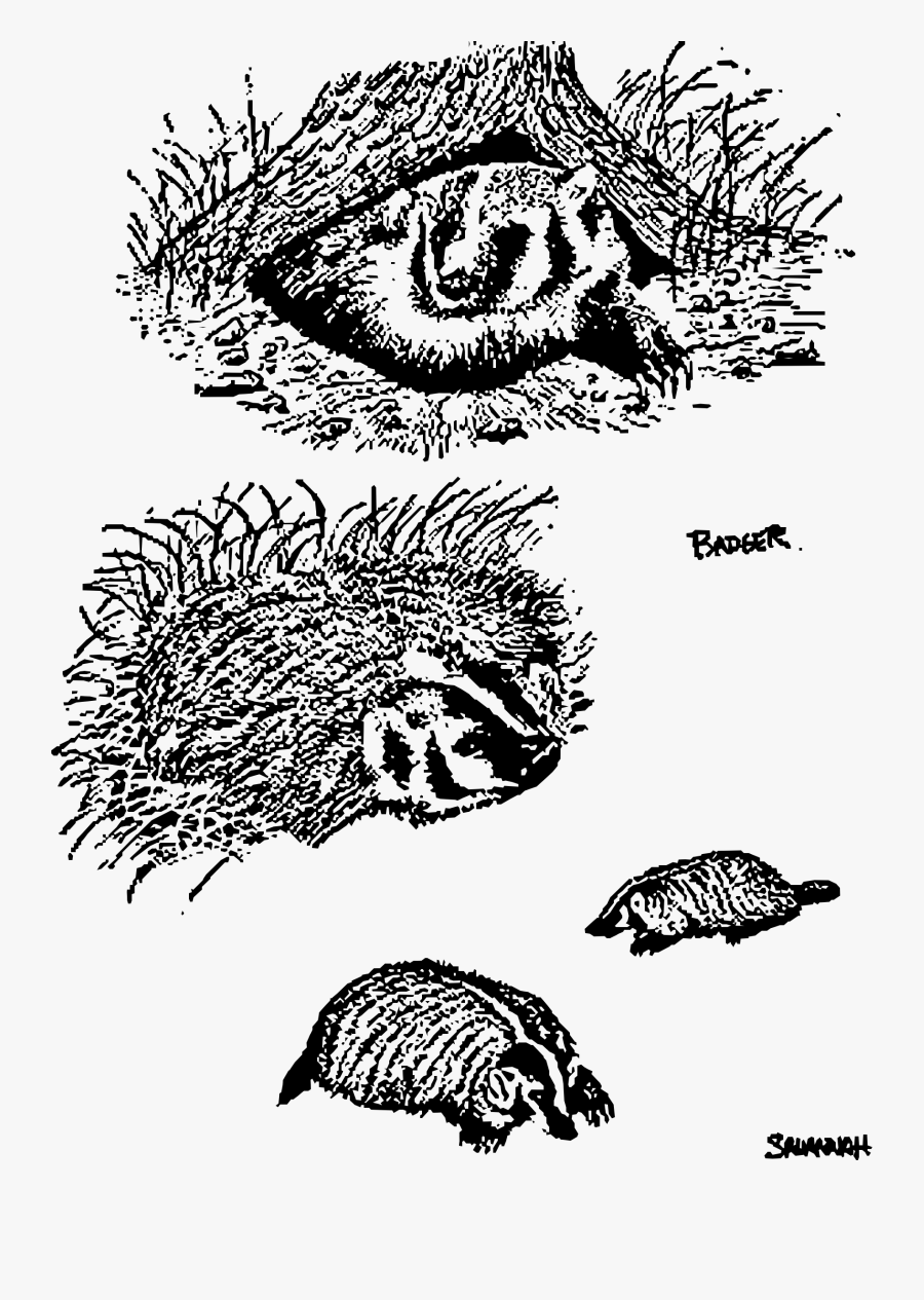The Badgers Clip Arts - Drawing, Transparent Clipart