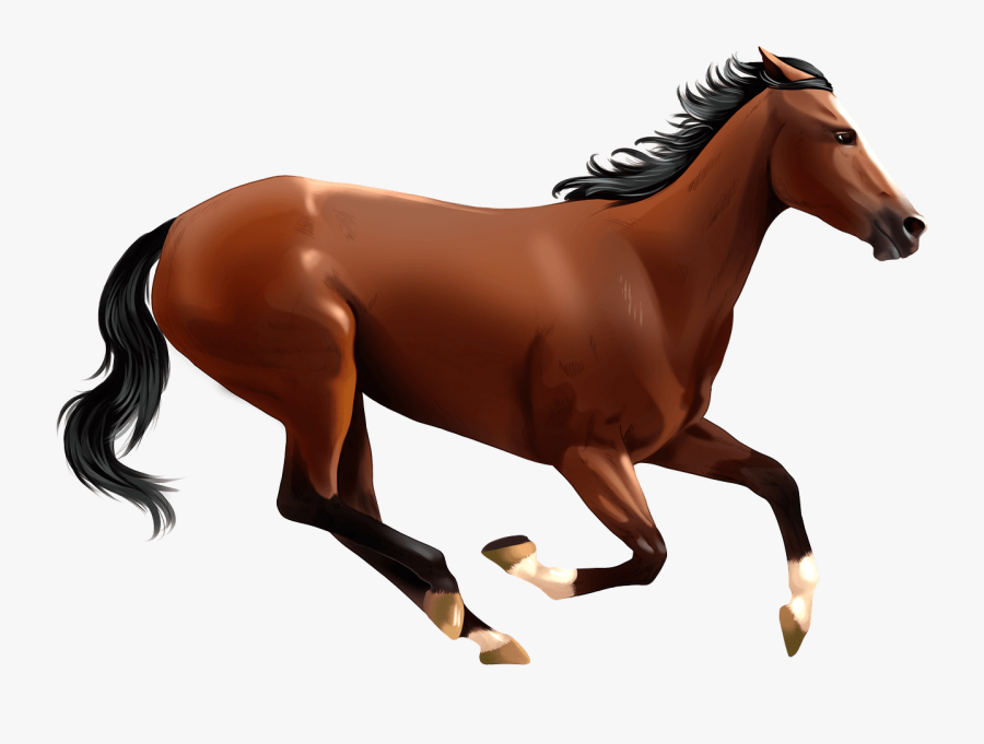 Sorrel, Transparent Clipart