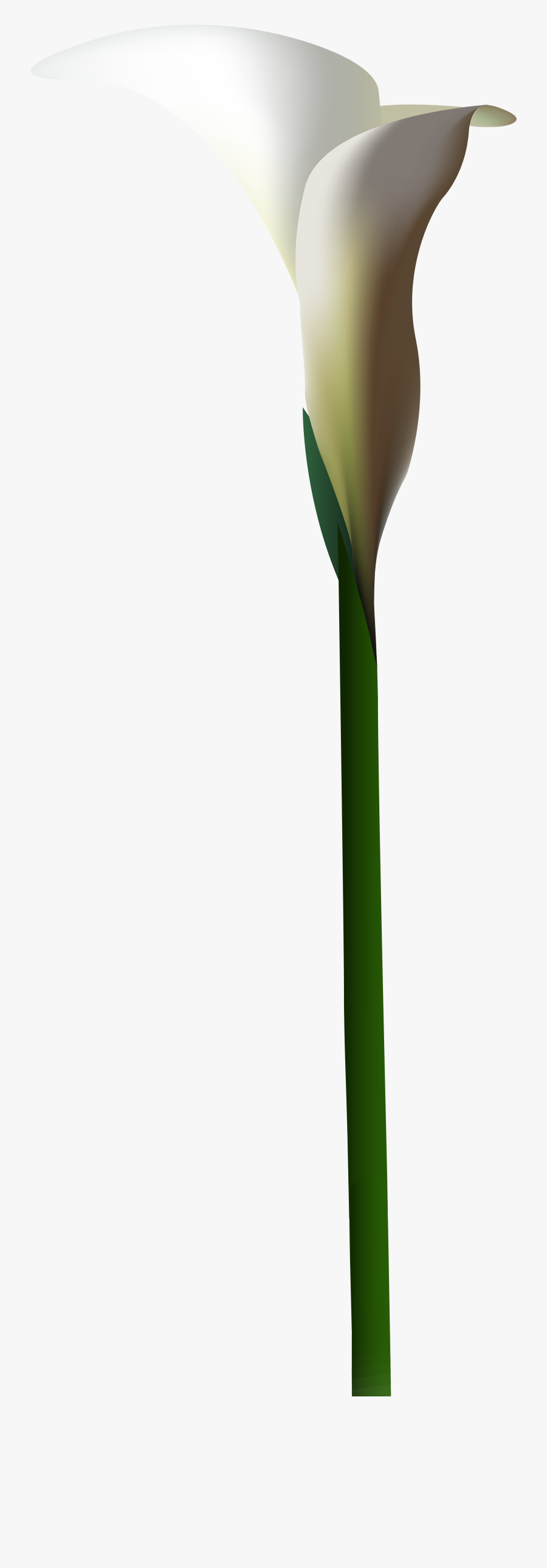 Clip Art Calla Lily Png - Arum, Transparent Clipart