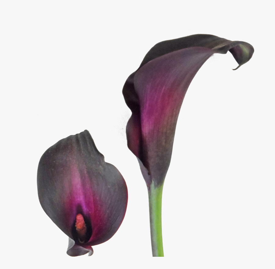 Clip Art Calla Lily Black - Black Calla Lily Colors, Transparent Clipart