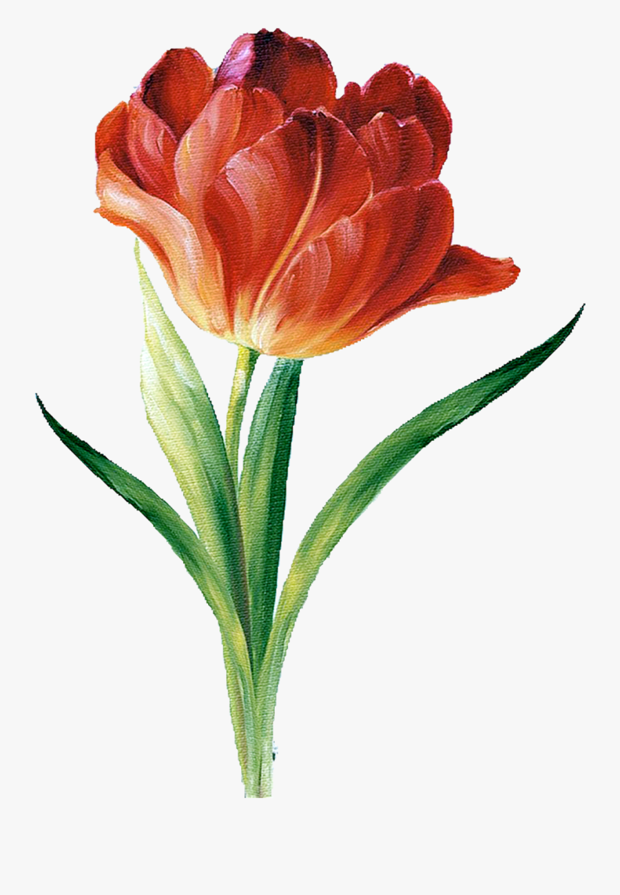 Flower Silhouette, Botanical Illustration, Illustration - Botanical Garden Illustration Png, Transparent Clipart