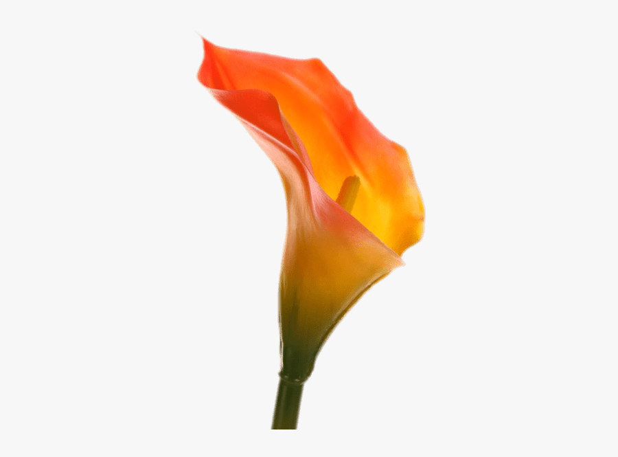 Orange Calla Lily - Fleur Calla Orange, Transparent Clipart