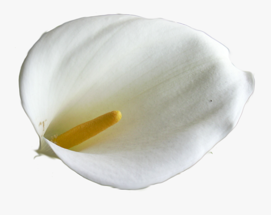 Giant White Arum Lily, Transparent Clipart
