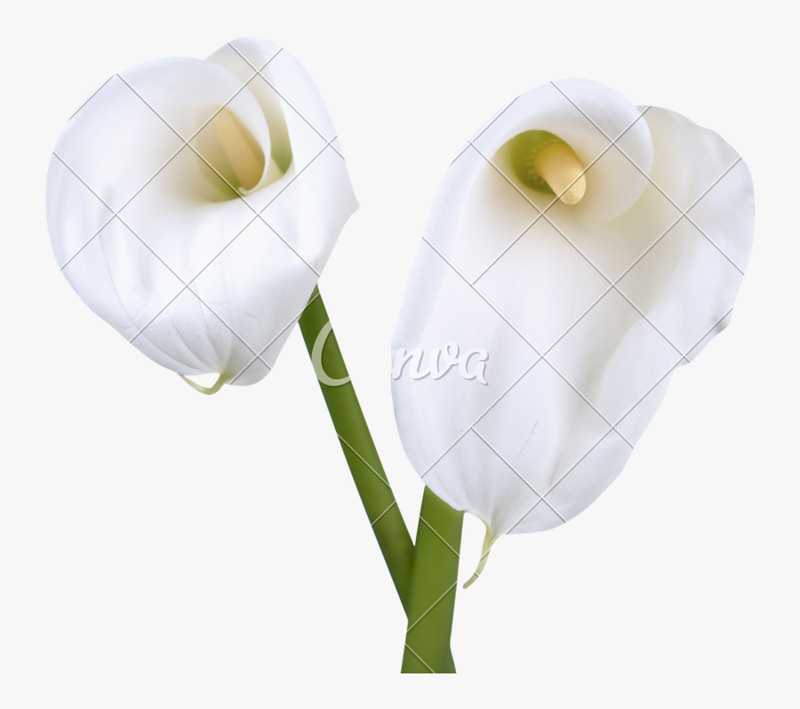 Clip Art Flower Photos By Canva - Giant White Arum Lily, Transparent Clipart