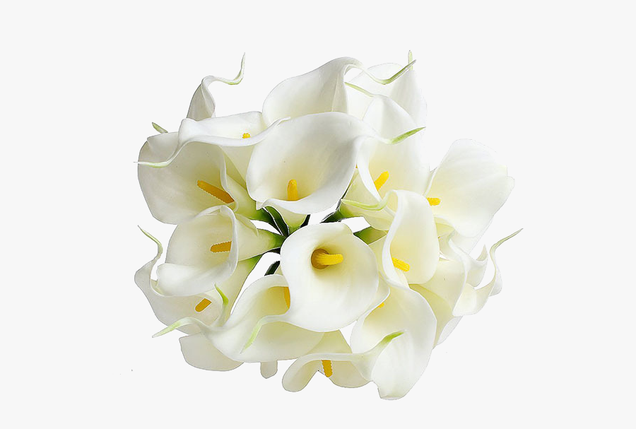 Get Transparent Background White Lily Flower Png PNG