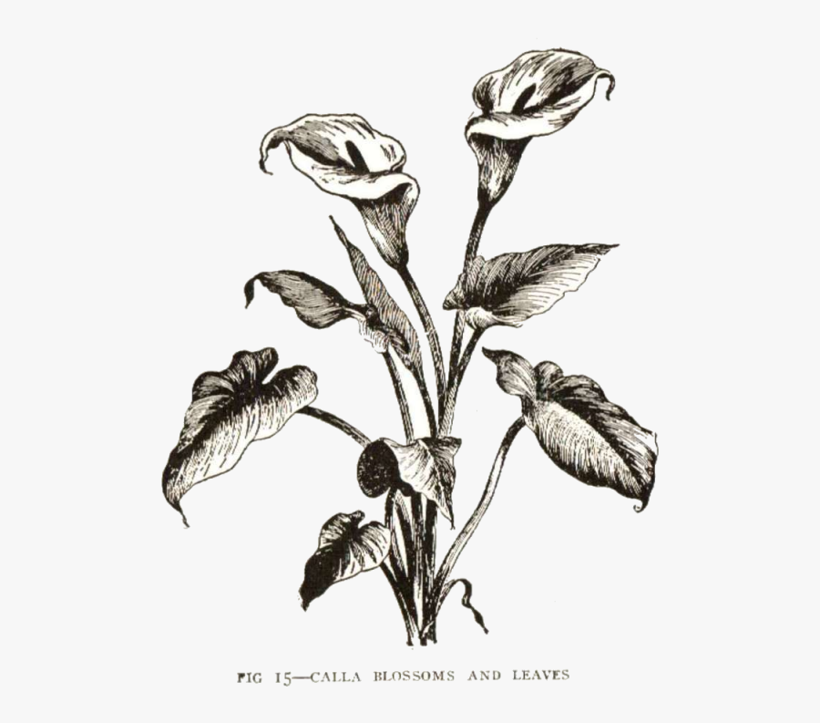 Calla Lily Clip Art - Easter Calla Lily Drawing, Transparent Clipart