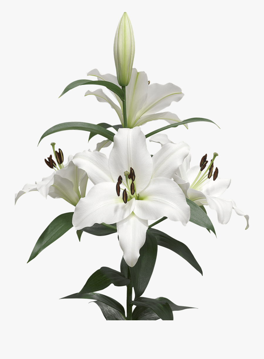 Lilium Candidum Cut Flowers White Bulb - Лилия Пнг, Transparent Clipart