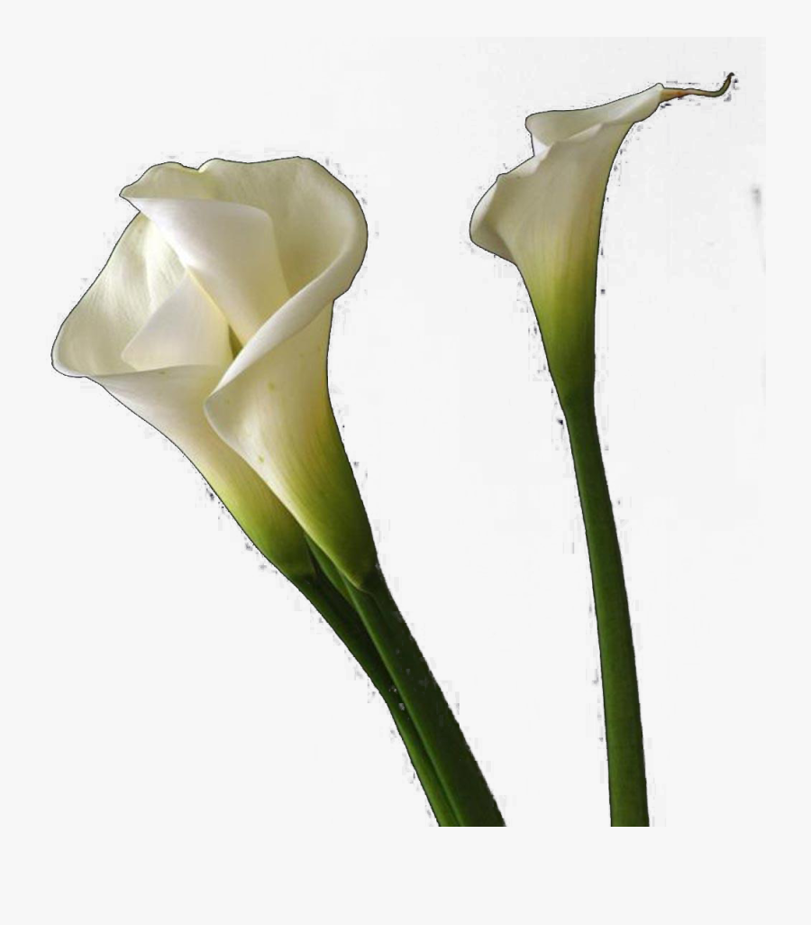 Calla Lilies Flowers Png Free Background - Calla Lily, Transparent Clipart