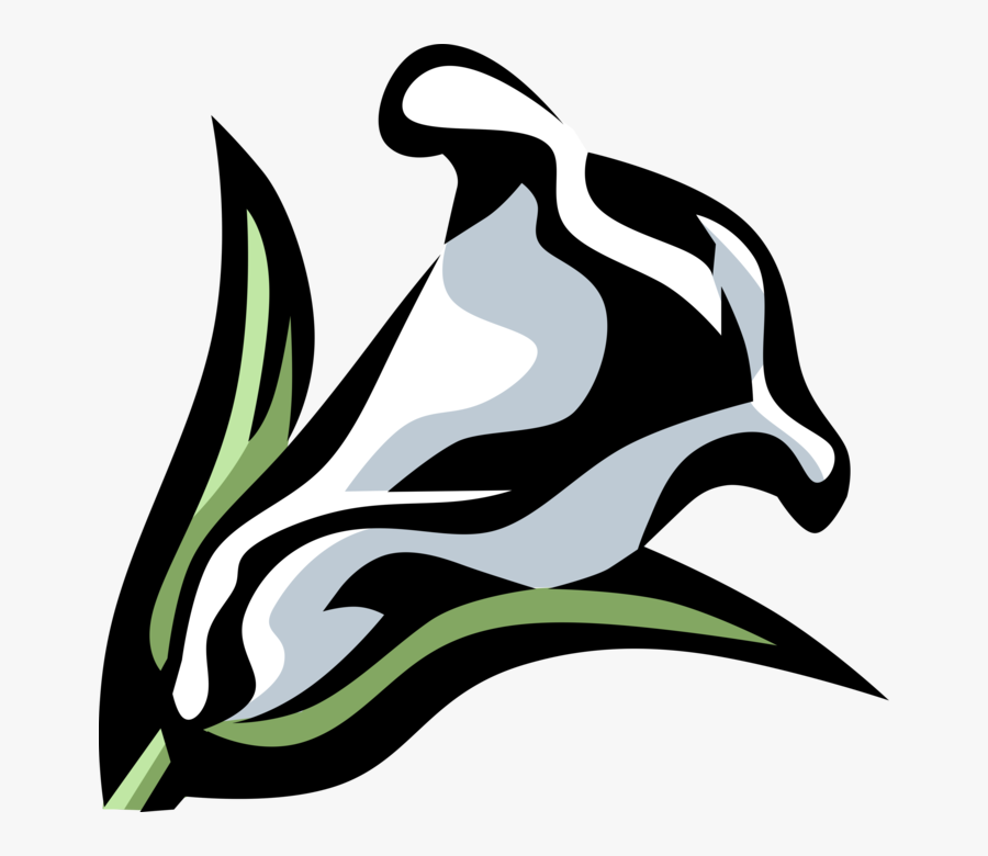 Vector Illustration Of Calla Lily Botanical Horticulture - Clipart Black And White Calla Lily, Transparent Clipart