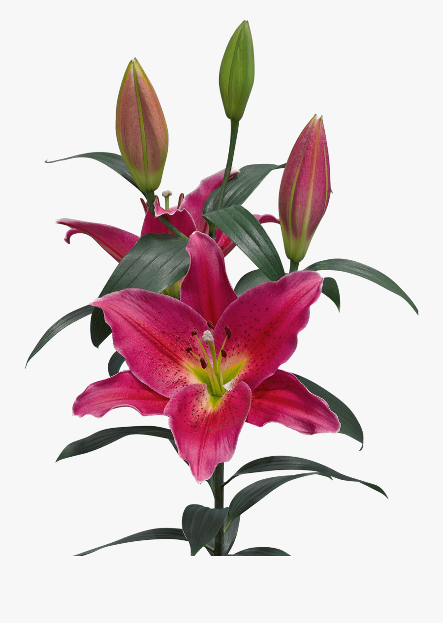 Transparent Calla Lily Png - Lilium Mateo, Transparent Clipart