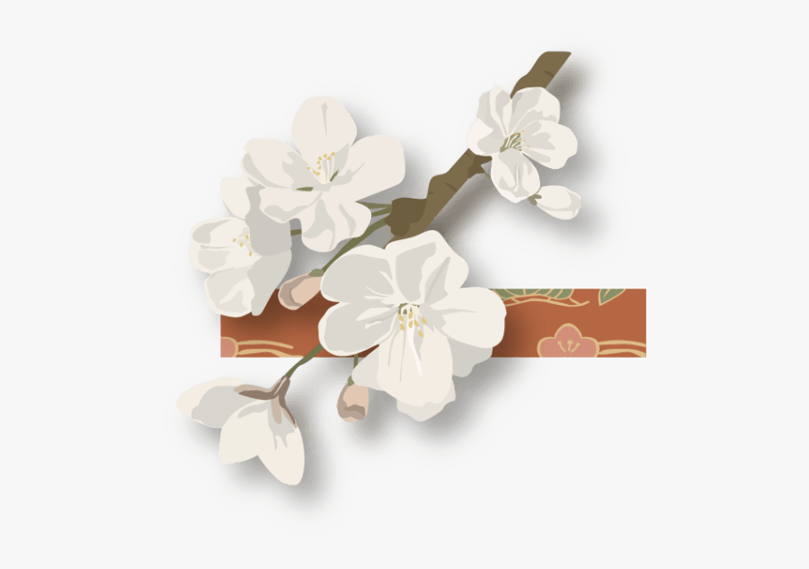 Cherry Blossom, Transparent Clipart