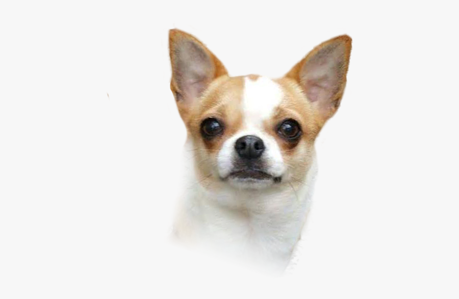Corgi-chihuahua Puppy Dog Breed Companion Dog - Chihuahua Png, Transparent Clipart