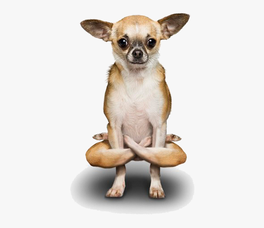 Dogs Doing Yoga, Transparent Clipart