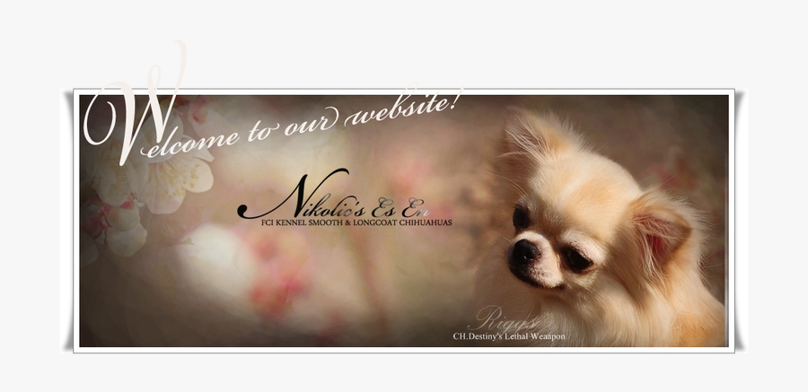 Picture, Transparent Clipart