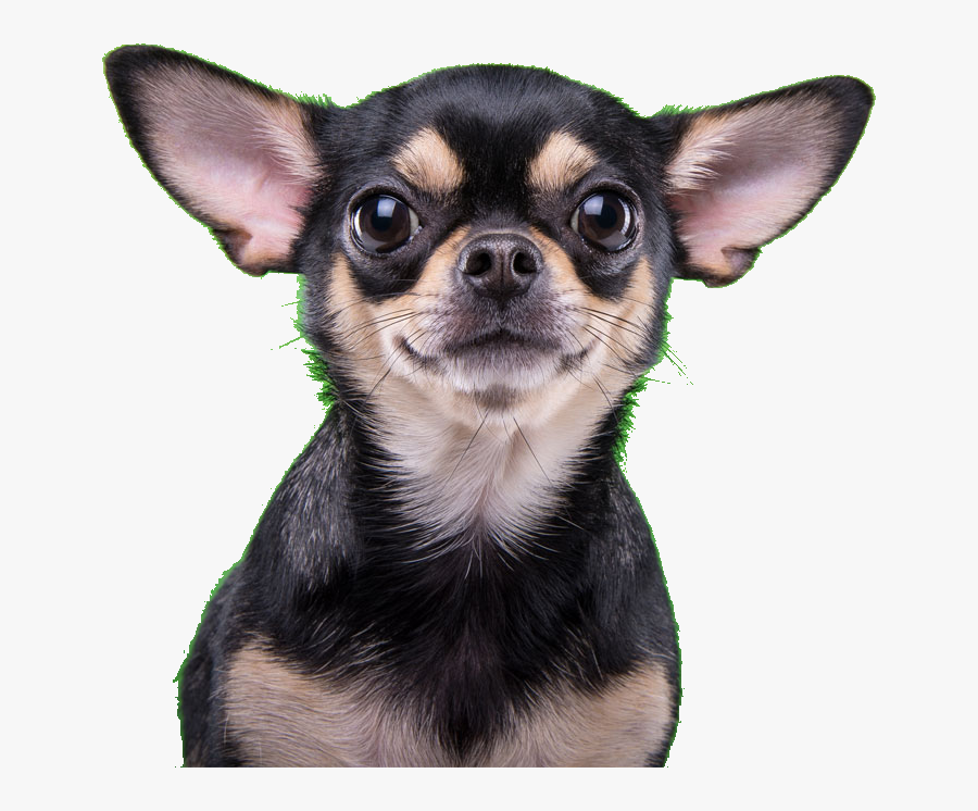 Transparent Dog Ears Png - Crna Kronika Krapina Donja Šemnica, Transparent Clipart