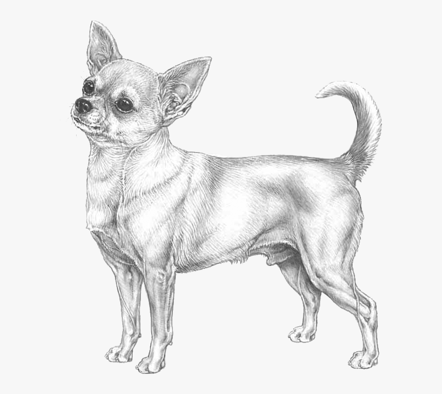 Chihuahua, Transparent Clipart