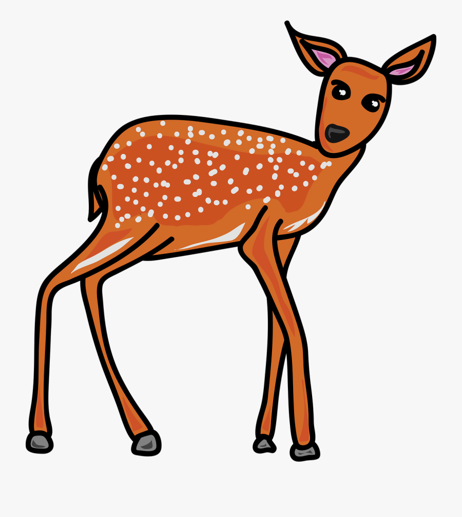 Animal, Wildlife, Deer Fawn, Baby Animal, Young Animal - Reh Clipart Transparent, Transparent Clipart
