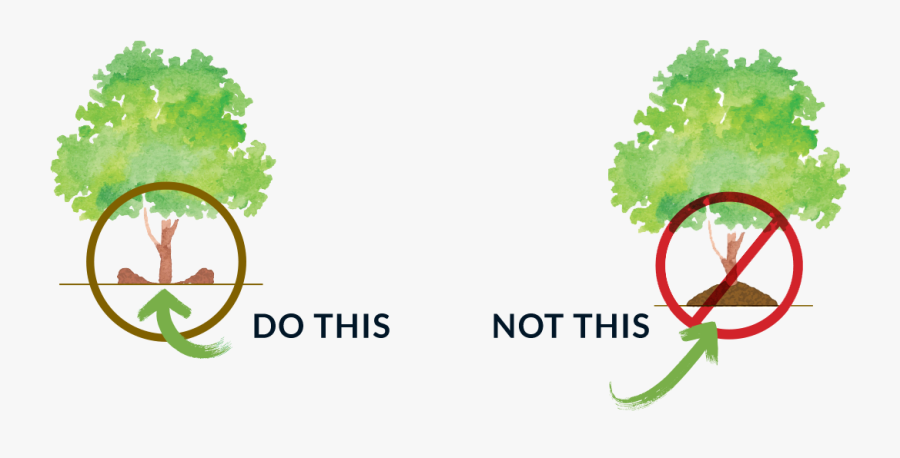 Graphic Design, Transparent Clipart