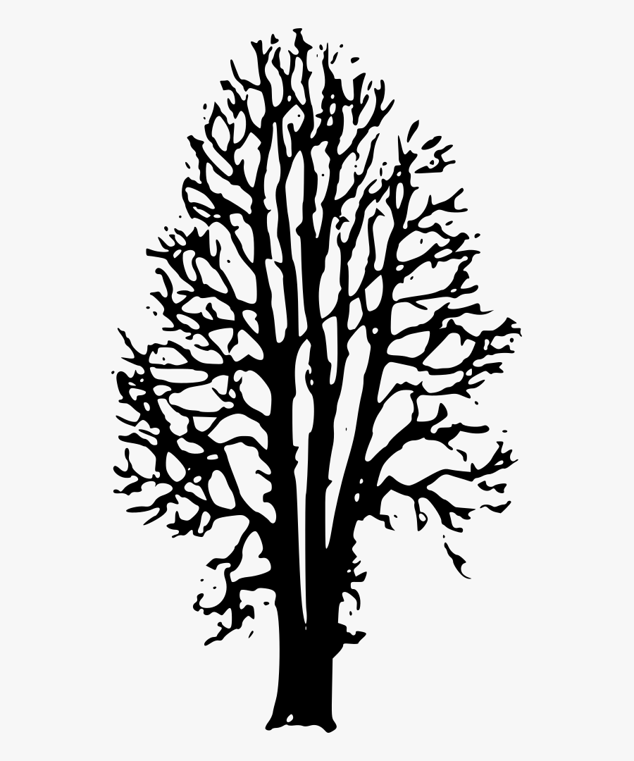 Beech Tree Clip Art - Clip Art, Transparent Clipart
