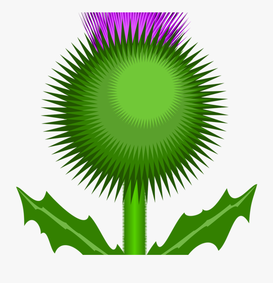 Pin By Brenda Logan On Clipart And Templates Pinterest - Scottish Thistle Cartoon, Transparent Clipart