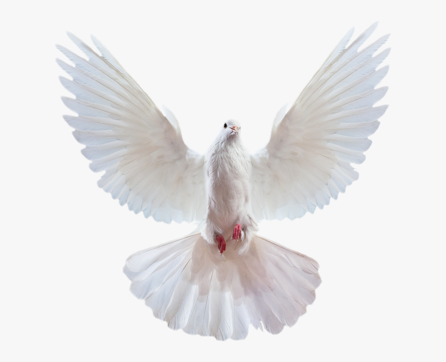 Transparent Pigeons Clipart - Transparent Background Dove Png, Transparent Clipart