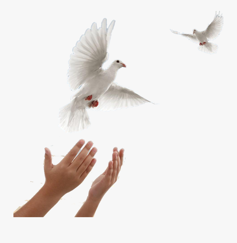 Transparent Flying Birds, Transparent Clipart
