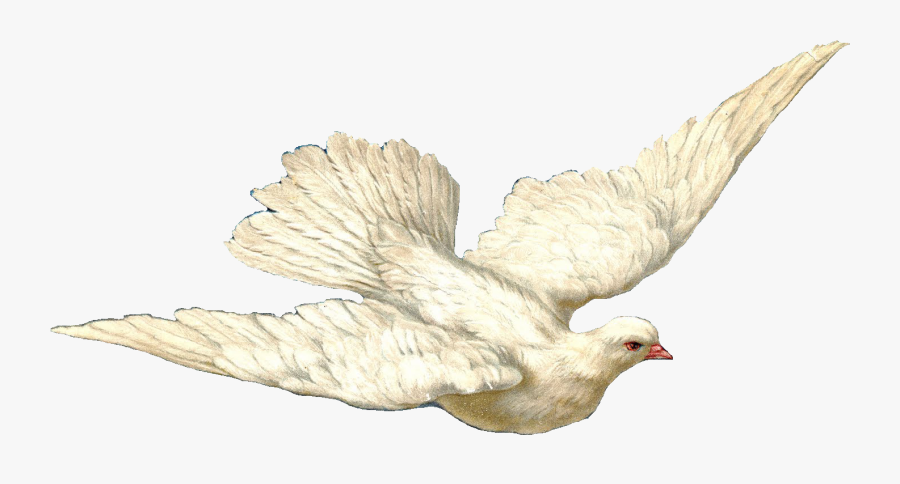Transparent Peace Dove Clipart - Glory To God In The Highest Gif, Transparent Clipart