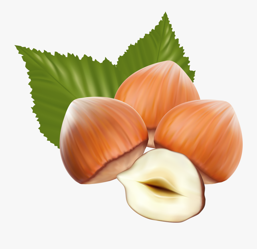 Nuts Vector - Hazelnut Png, Transparent Clipart