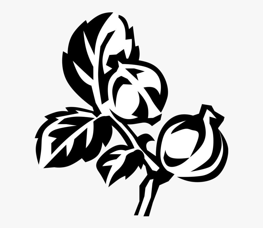 Vector Illustration Of Hickory Deciduous Tree Leaves, Transparent Clipart