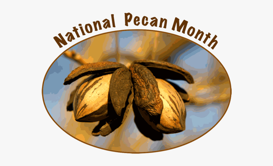 Pecan Nut, Transparent Clipart