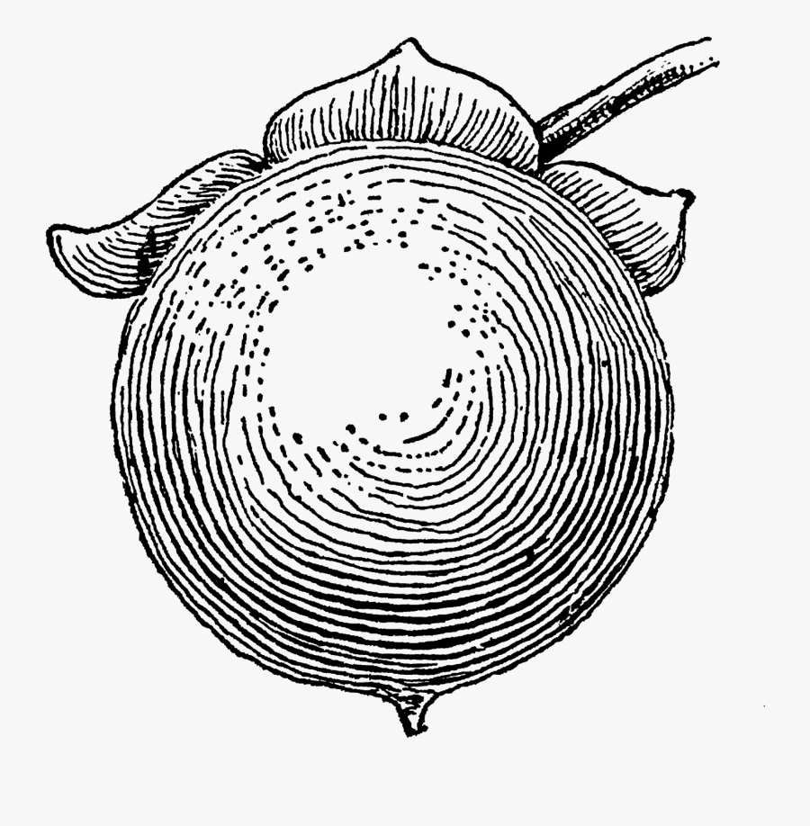 Sketch, Transparent Clipart