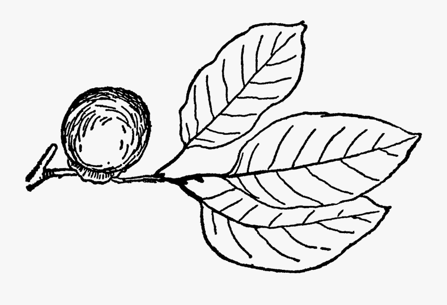 Sketch, Transparent Clipart