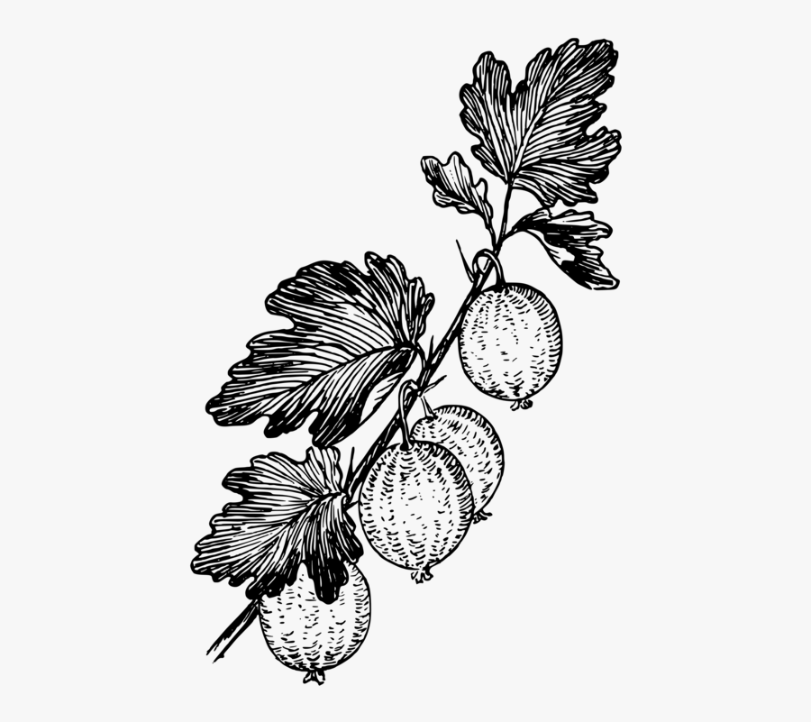 Transparent Fruits Clipart Black And White - Gooseberry Black And White, Transparent Clipart