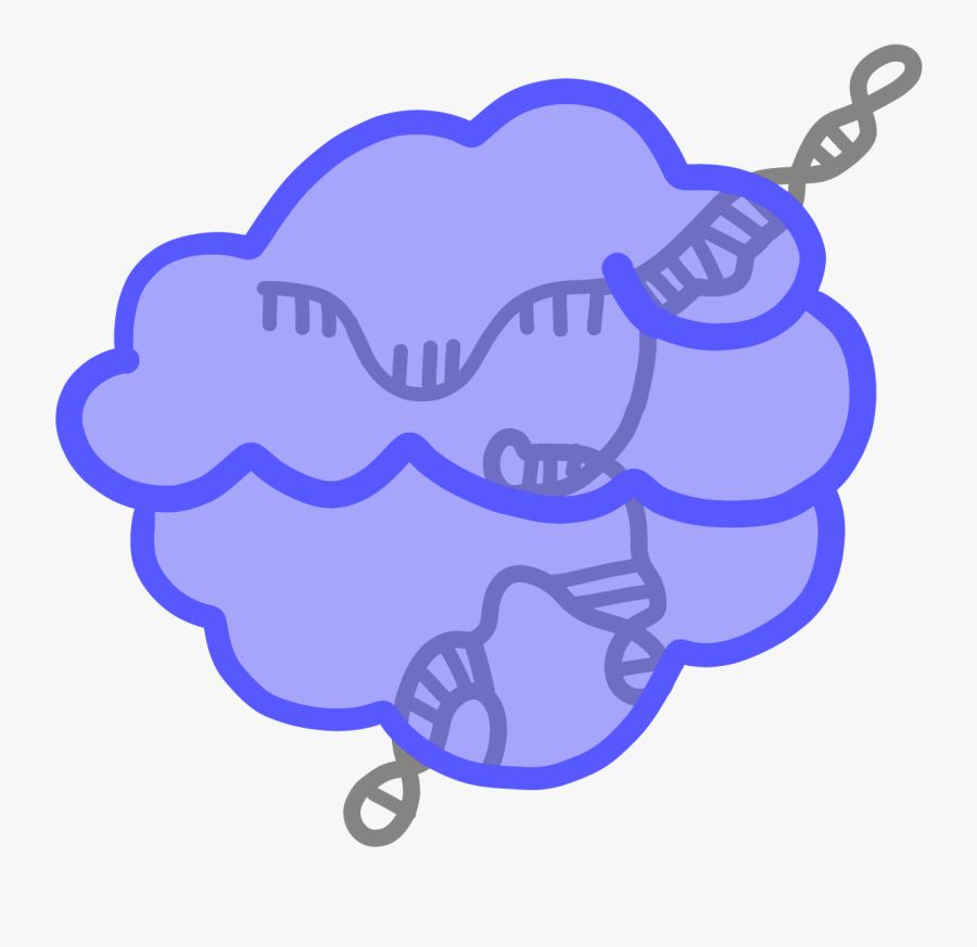 A Protein Derived From The Crispr Cas Bacterial Immune - Immune System, Transparent Clipart
