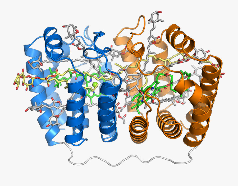1ppr Peridinin Chlorophyll Protein - Peridinin Chlorophyll Protein, Transparent Clipart