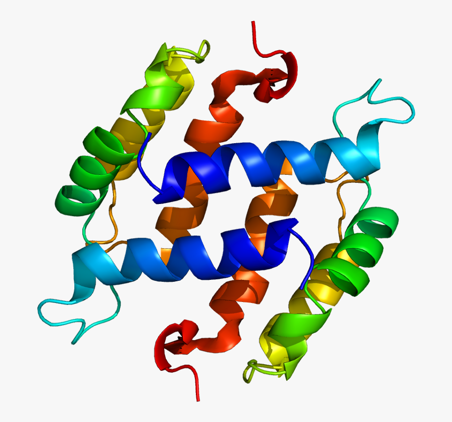 Protein S100b Pdb 1b4c - S100b Protein, Transparent Clipart