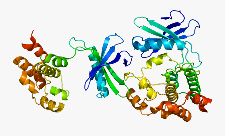 Protein Wnk1 Pdb 1t4h, Transparent Clipart