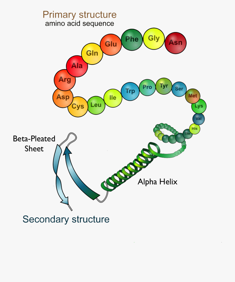 Transparent Lysosome Clipart - Protein Molecule Primary Structure, Transparent Clipart